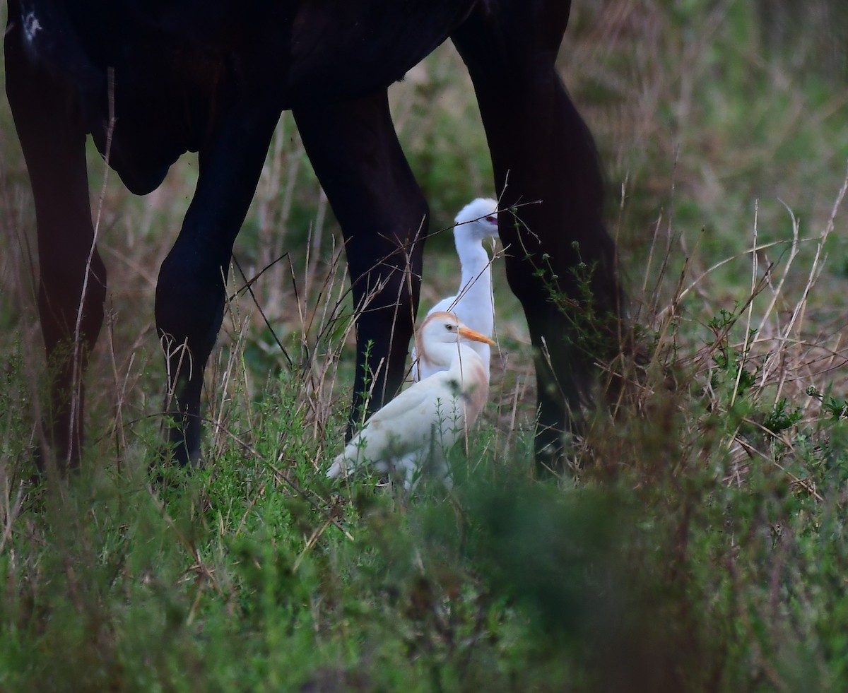 Western Cattle Egret - ML620298055