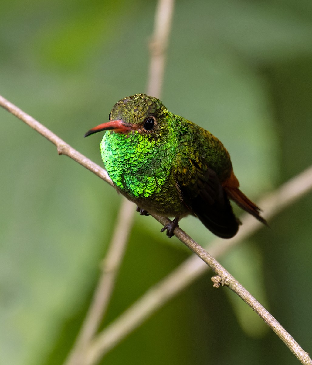 Rufous-tailed Hummingbird - ML620298058