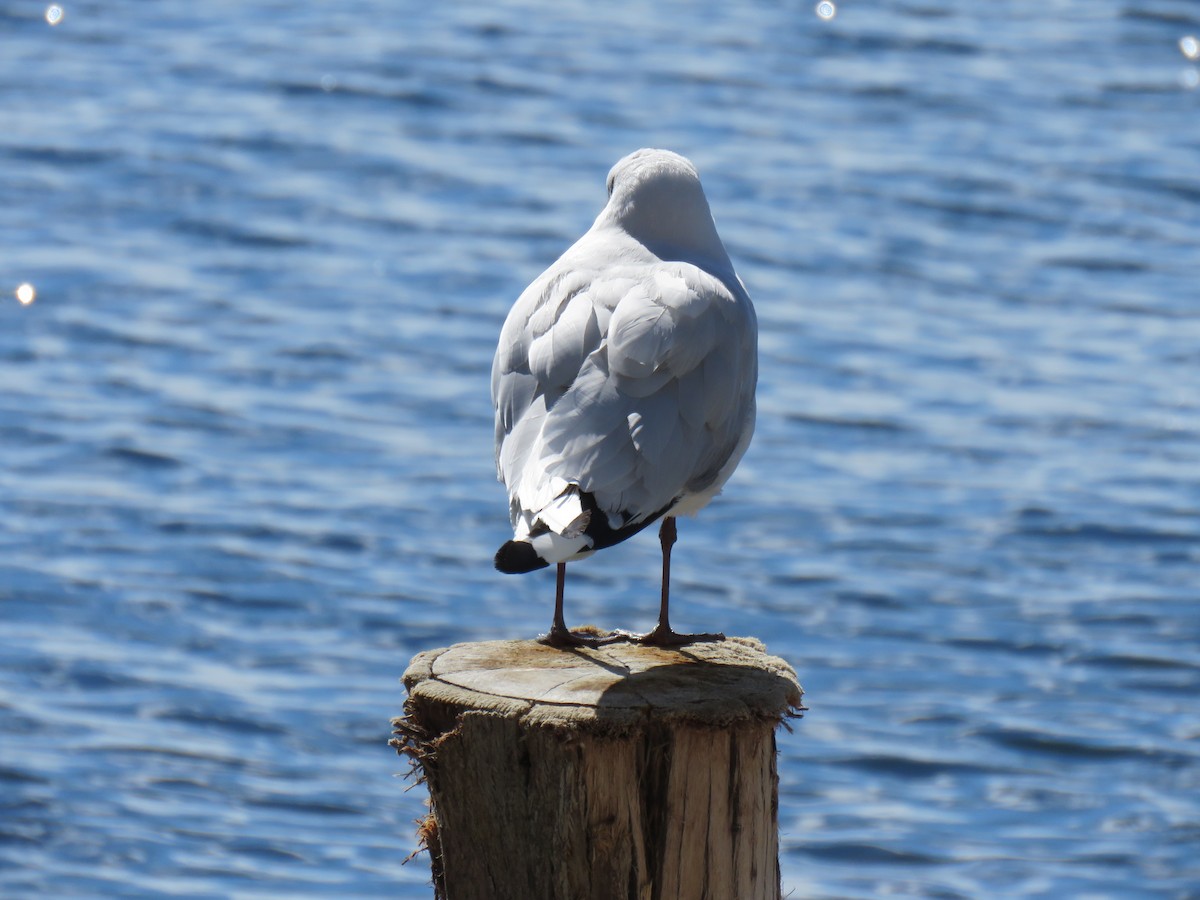 Andean Gull - ML620298060