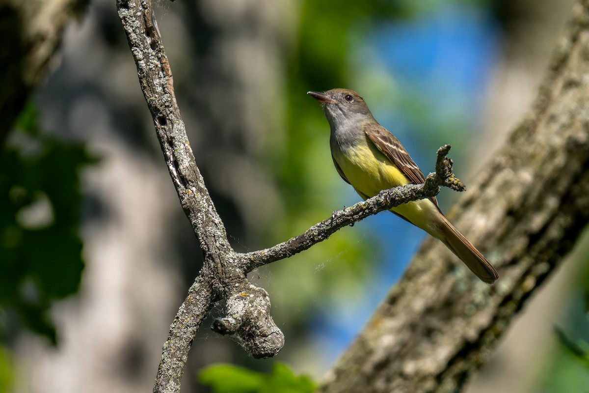 Great Crested Flycatcher - ML620298062