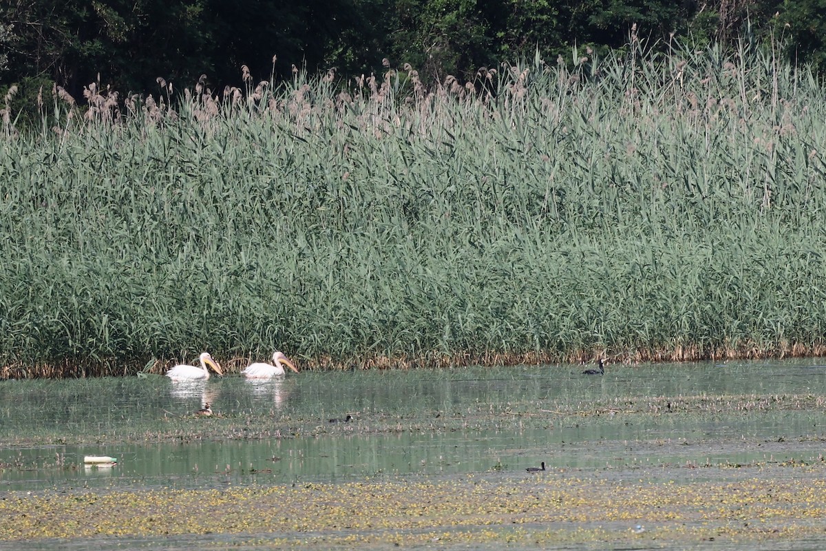 Great White Pelican - ML620298066