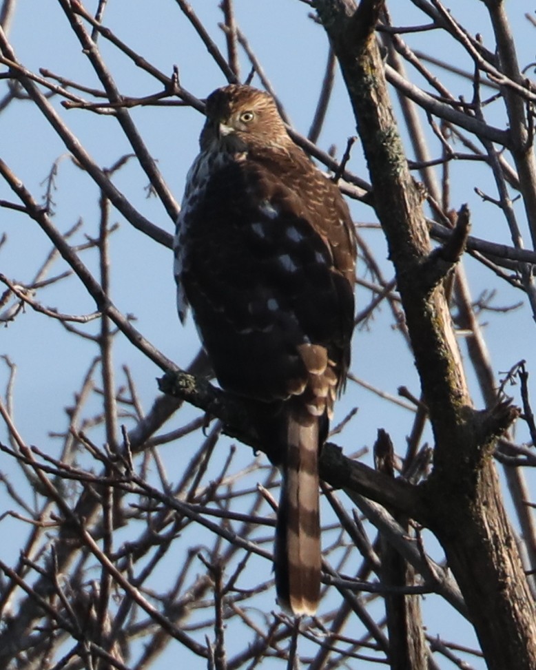 Cooper's Hawk - ML620298068