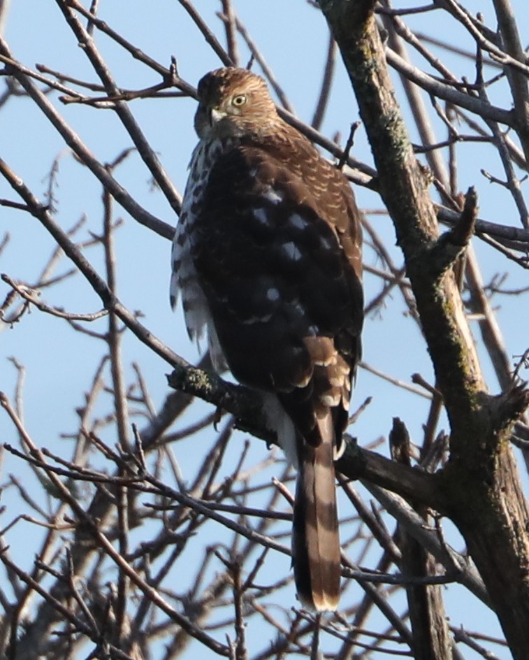 Cooper's Hawk - ML620298069