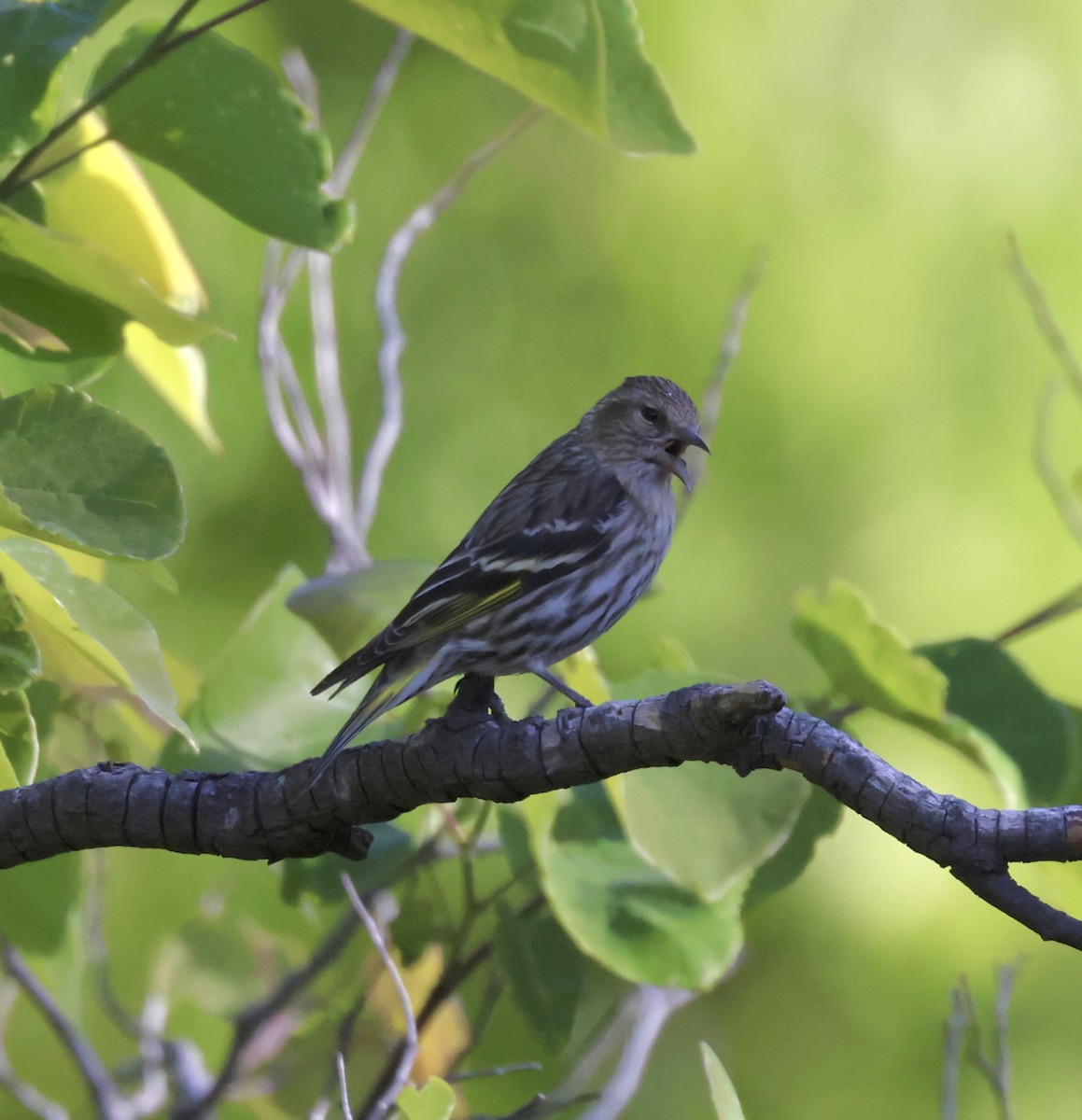 Pine Siskin - ML620298072