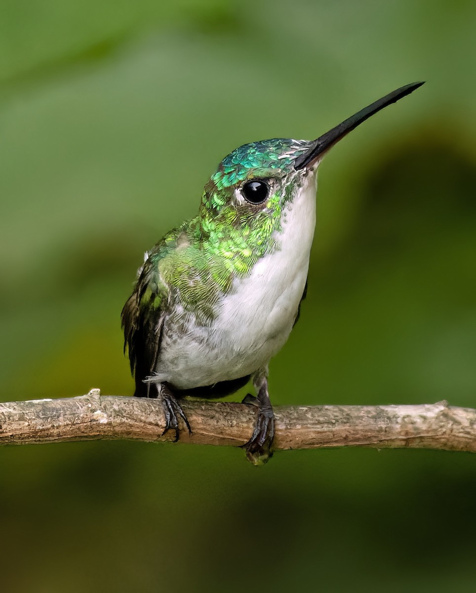 kolibřík andský - ML620298081