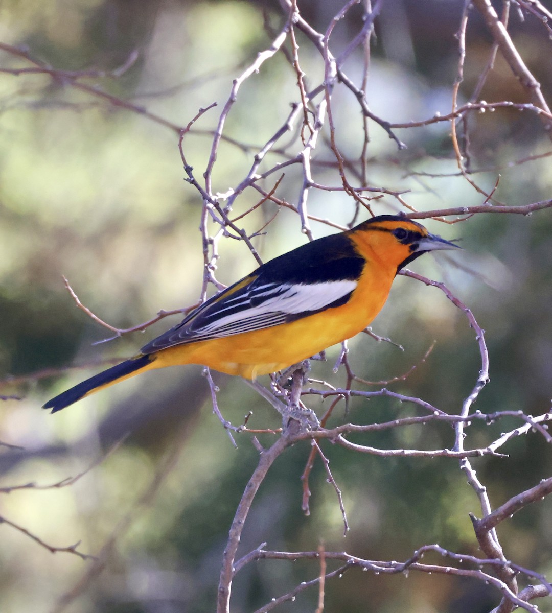 Oriole de Bullock - ML620298085