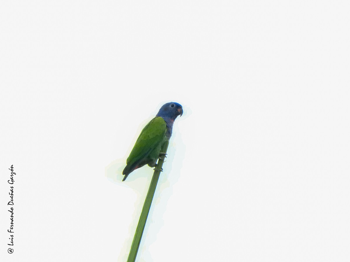 Blue-headed Parrot - ML620298090