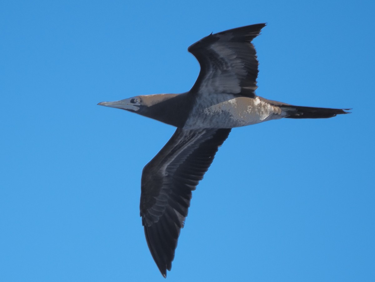 Red-footed Booby - ML620298093