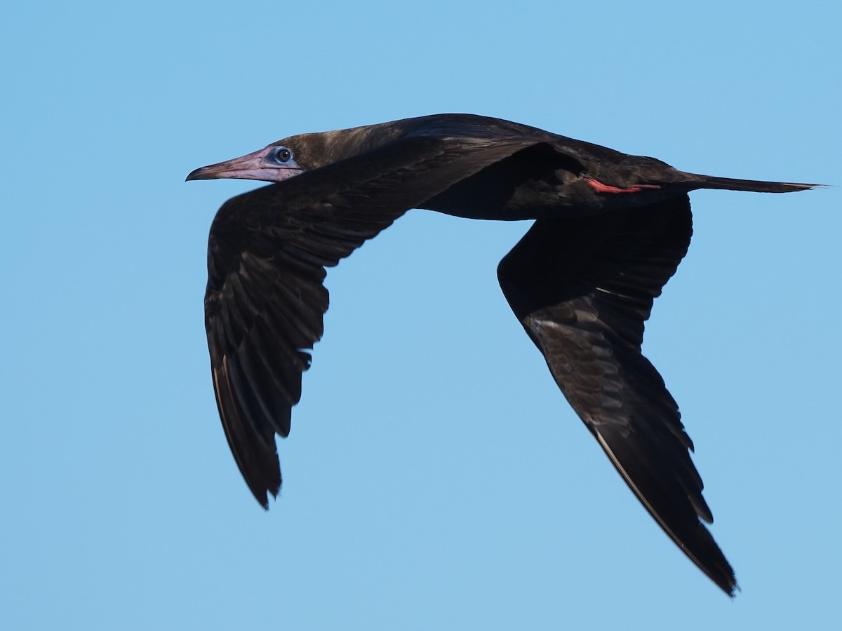 Red-footed Booby - ML620298095