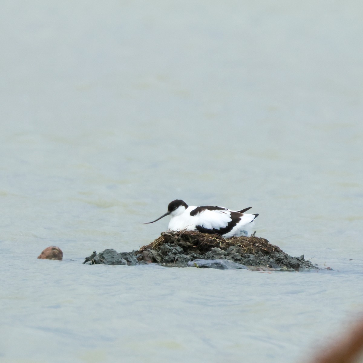 Pied Avocet - ML620298098