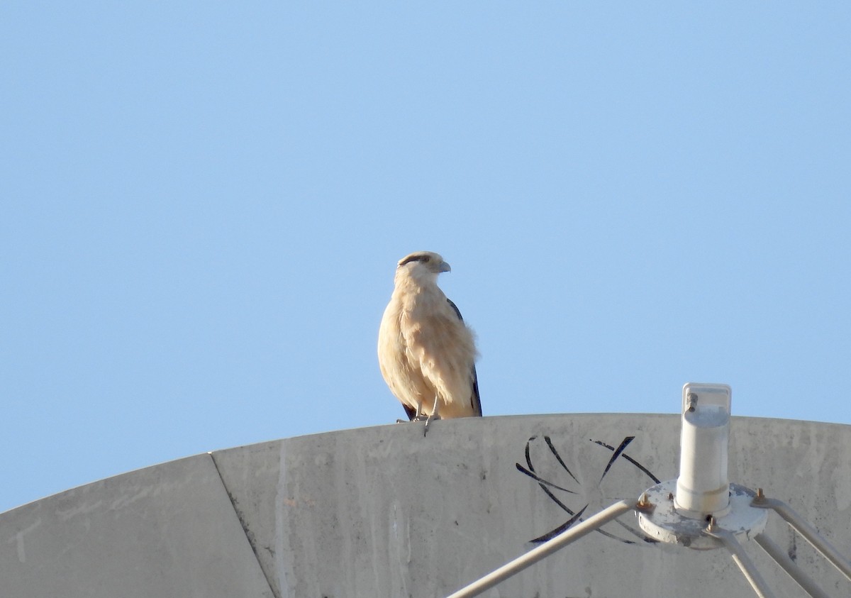 Caracara Chimachima - ML620298106