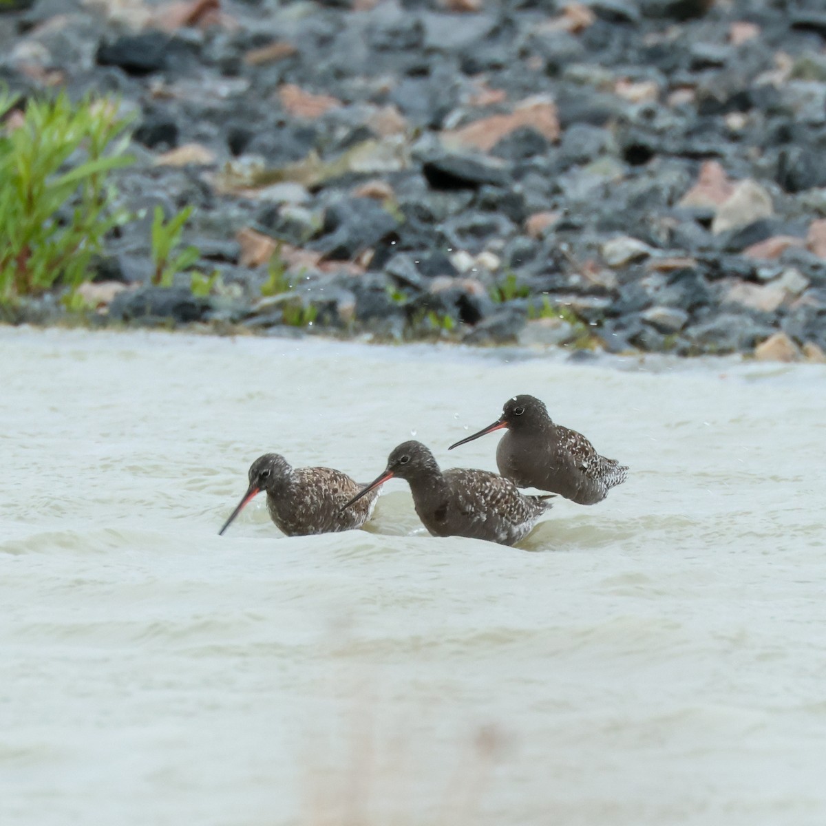 Spotted Redshank - ML620298107