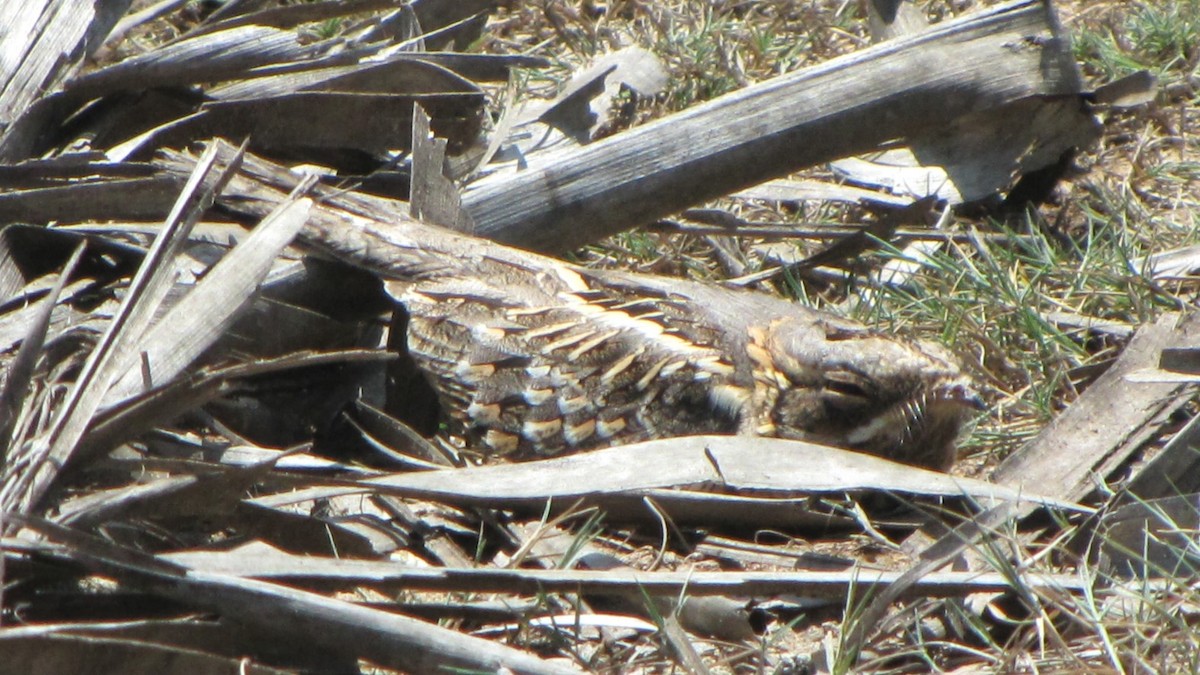 Jungle Nightjar - ML620298108