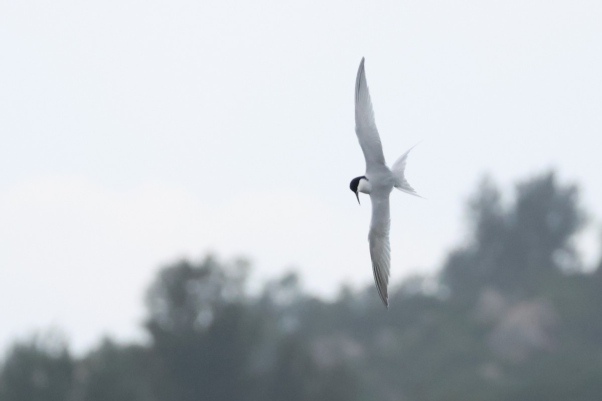 Roseate Tern - ML620298117