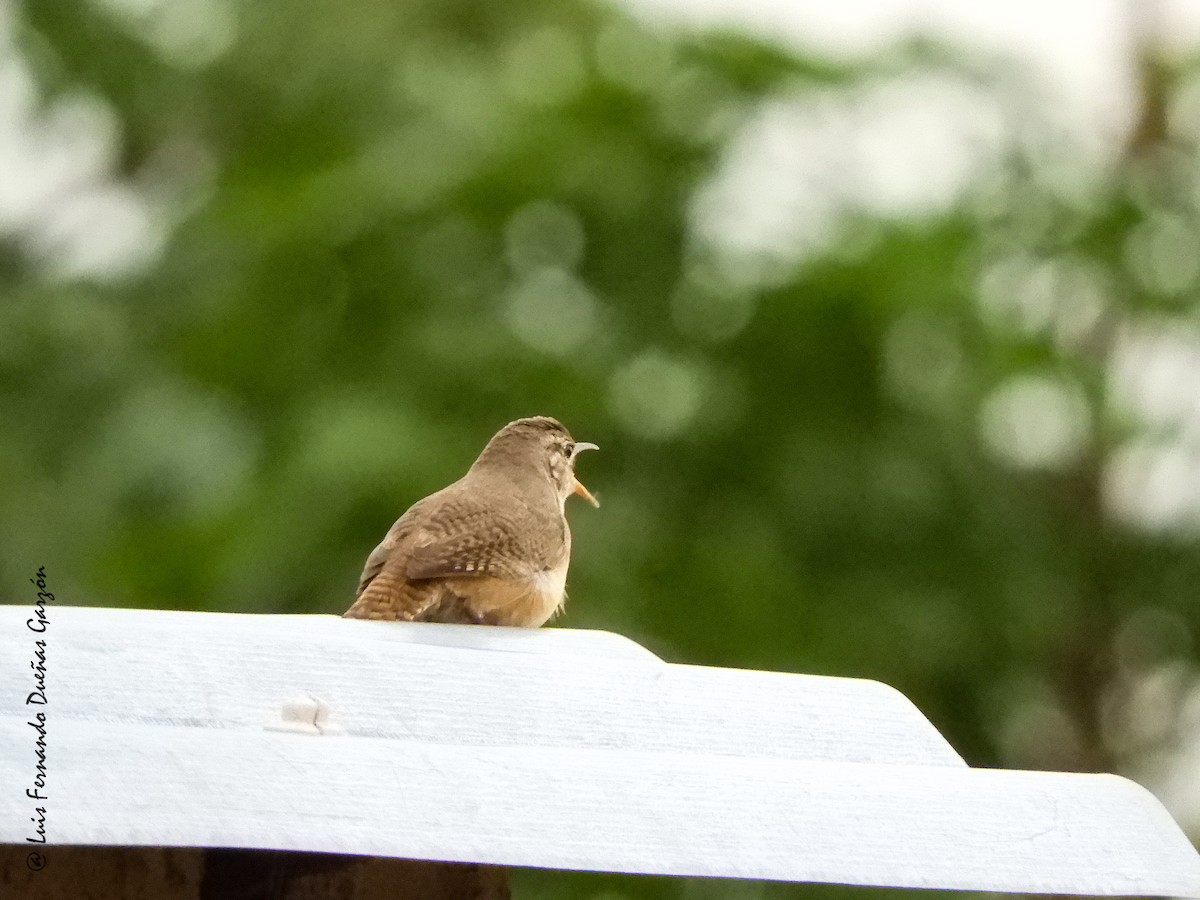 House Wren - ML620298119