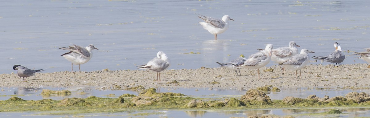 White-cheeked Tern - ML620298124