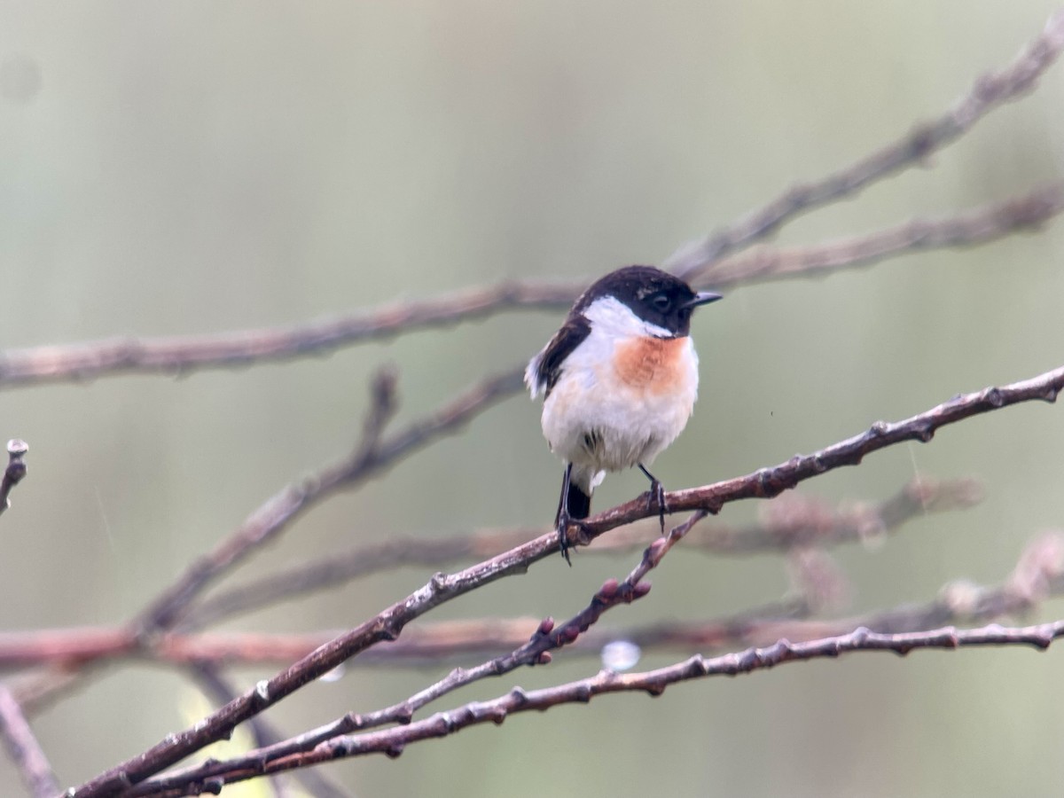 Amur Stonechat - ML620298127