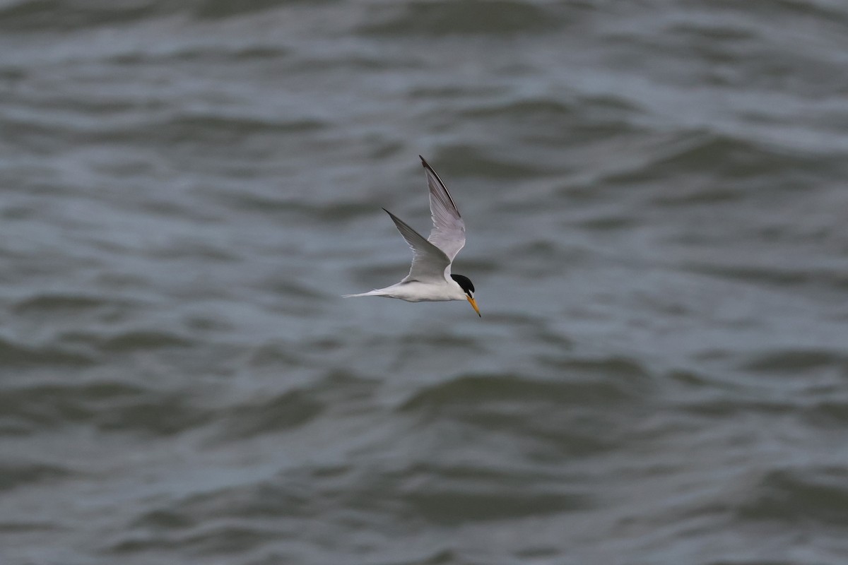 Little Tern - ML620298130