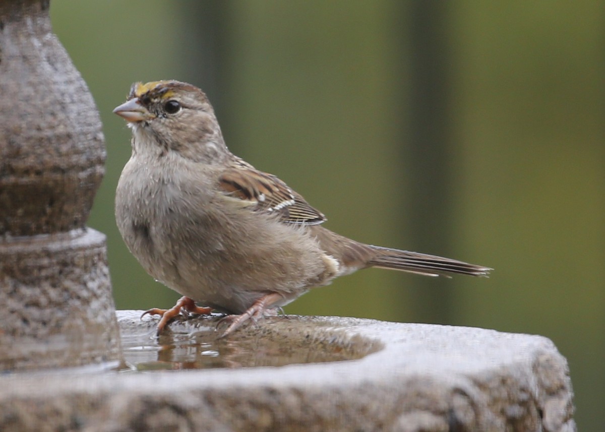 Golden-crowned Sparrow - ML620298132