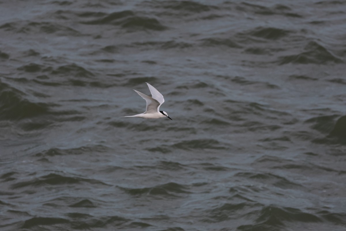 Black-naped Tern - ML620298137