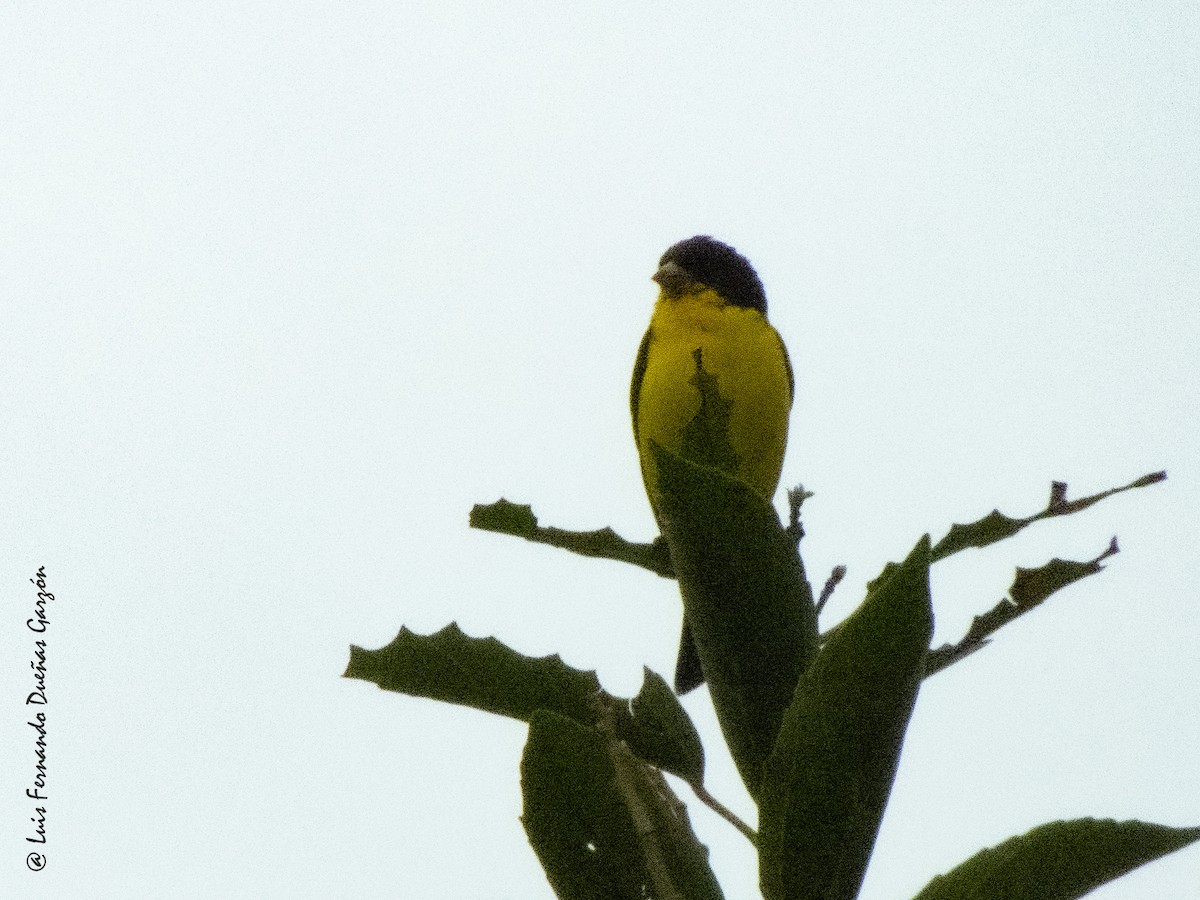 Lesser Goldfinch - ML620298149