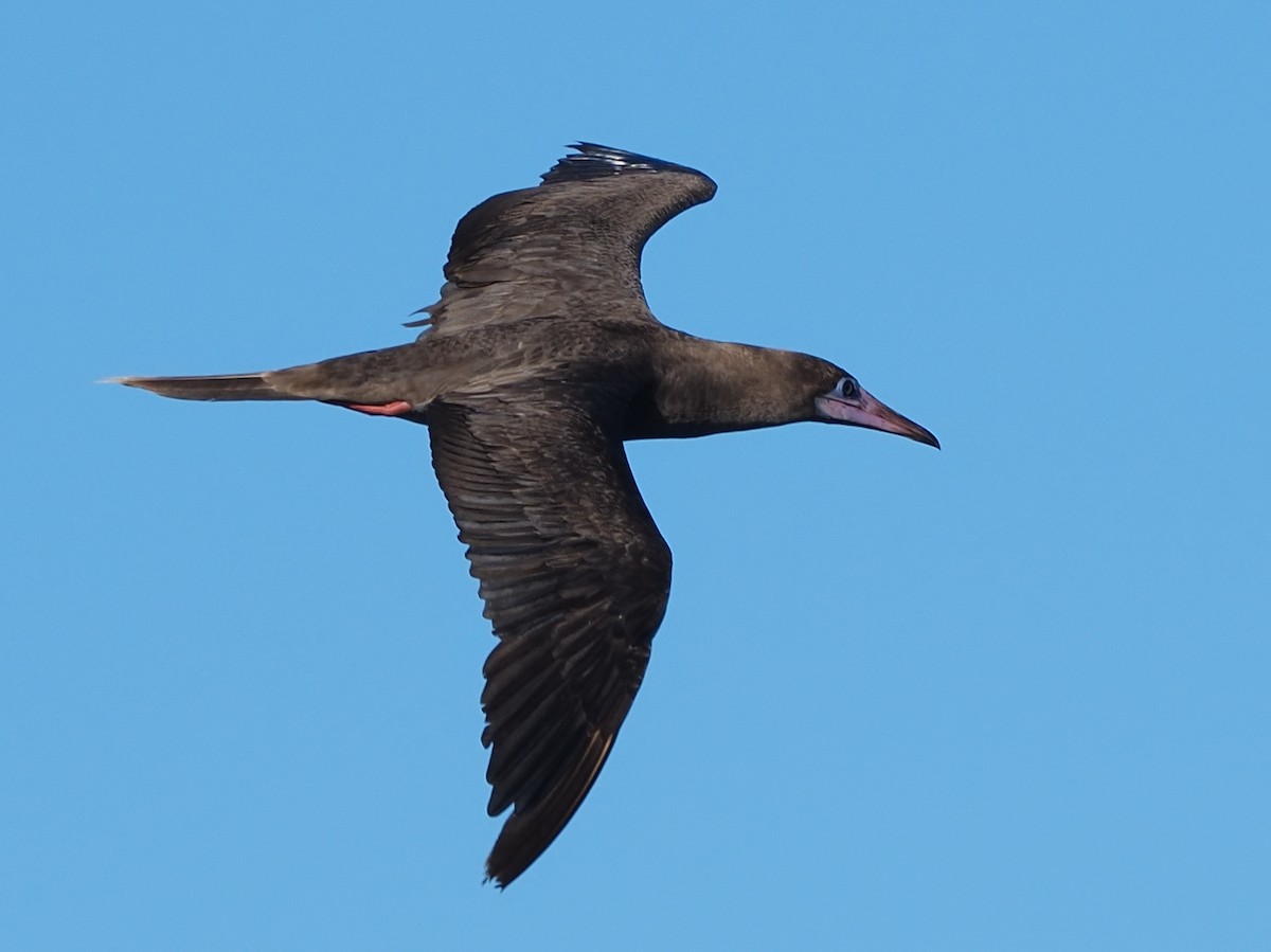 Red-footed Booby - ML620298151