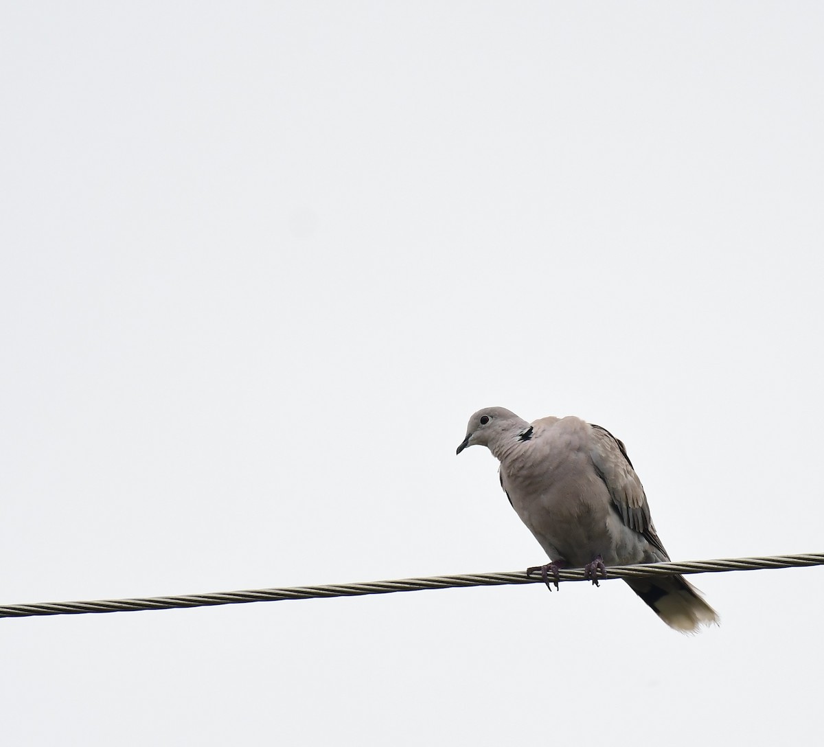 Eurasian Collared-Dove - ML620298156