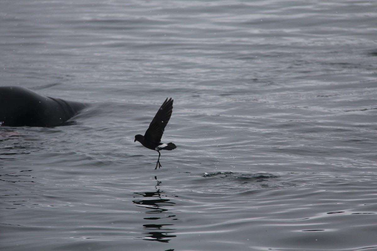 Wilson's Storm-Petrel - ML620298161