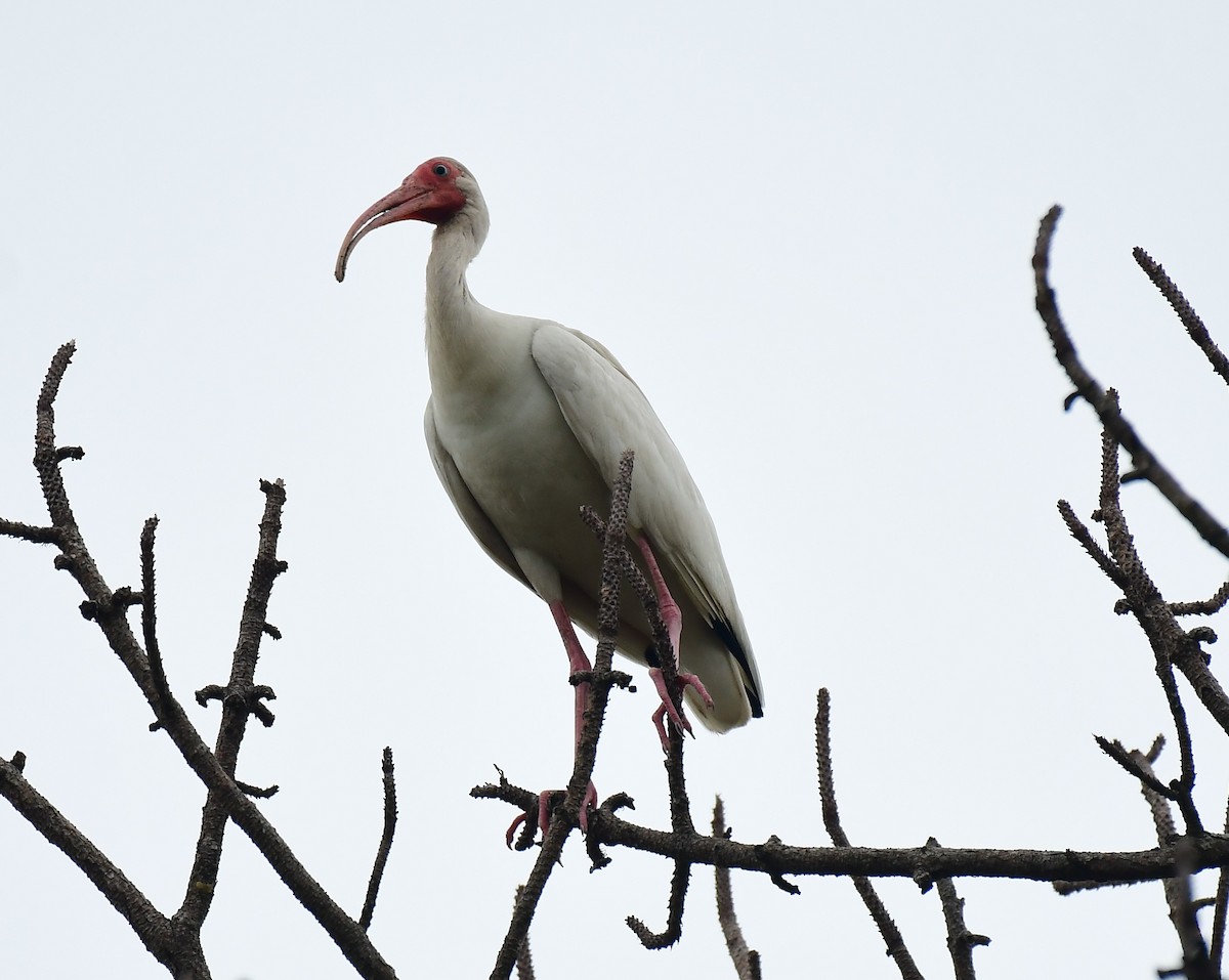 ibis bílý - ML620298164
