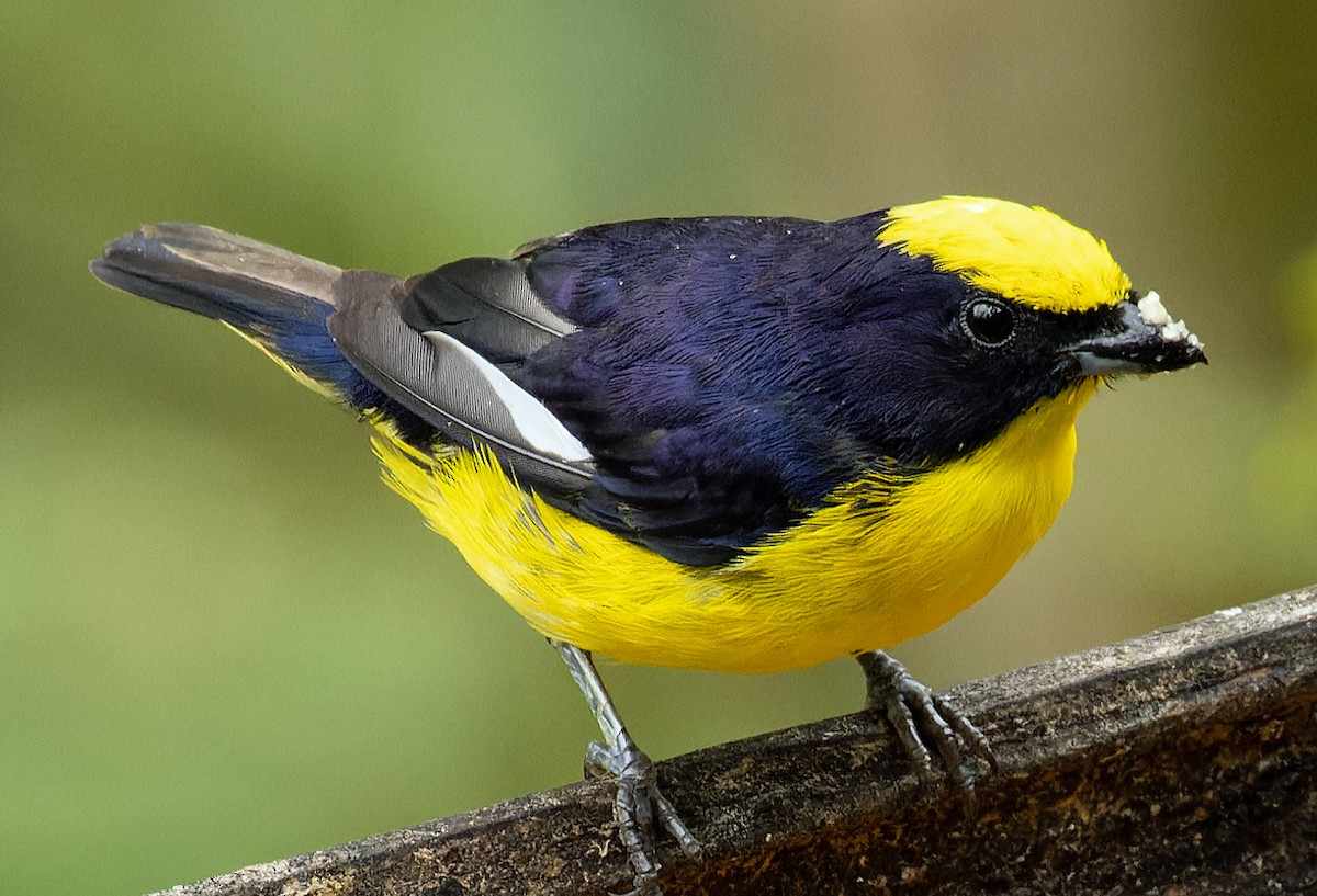 Thick-billed Euphonia - ML620298166