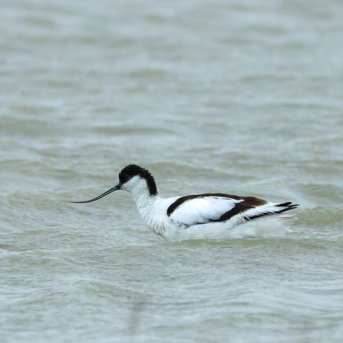 Pied Avocet - ML620298168