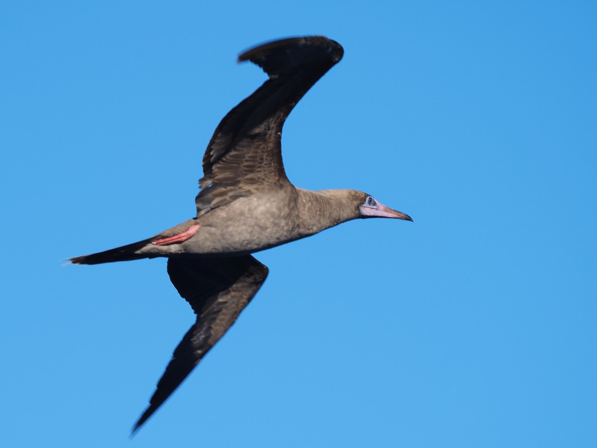 Red-footed Booby - ML620298169