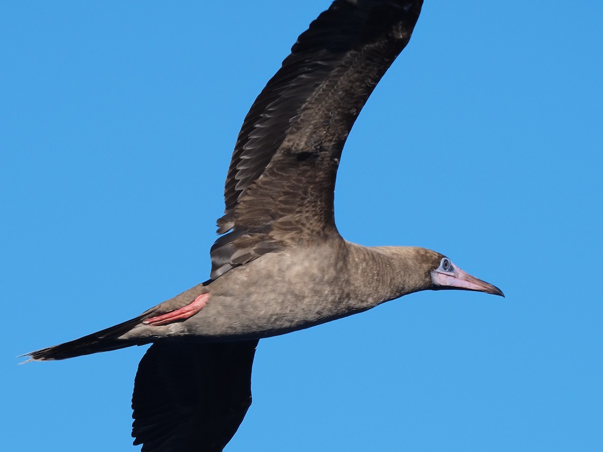 Red-footed Booby - ML620298182