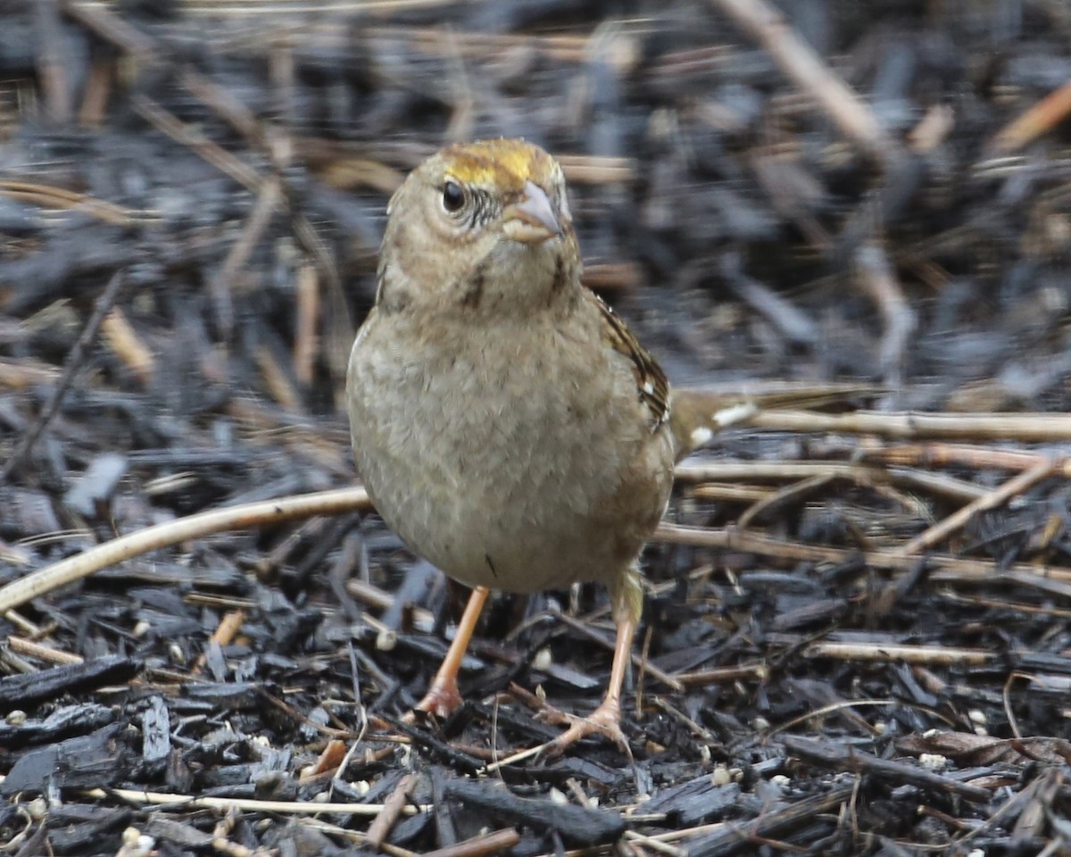 Golden-crowned Sparrow - ML620298186