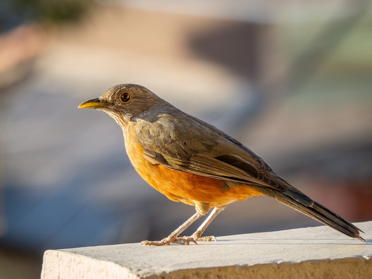 Rufous-bellied Thrush - ML620298187