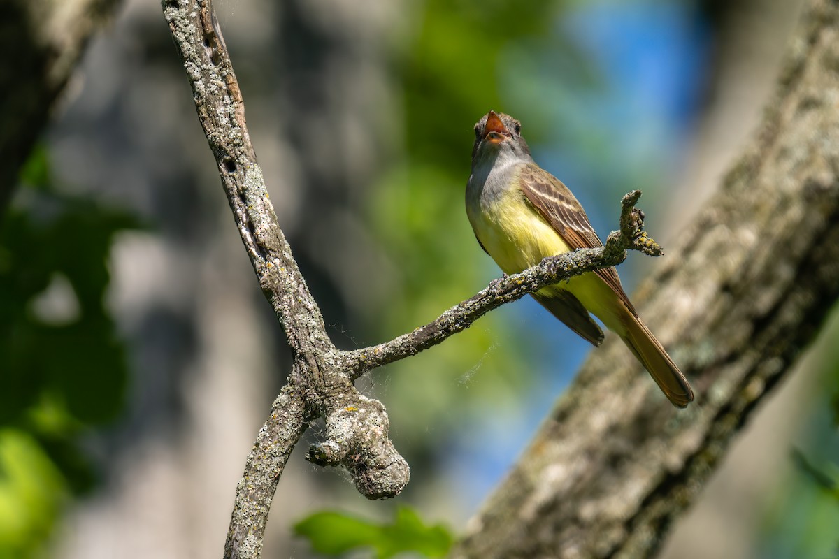 Great Crested Flycatcher - ML620298190
