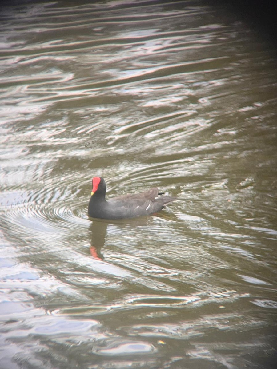 Common Gallinule - ML620298195