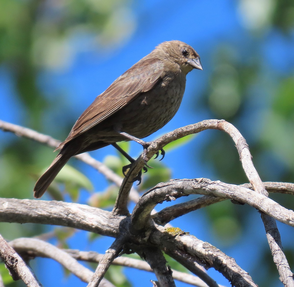 Brown-headed Cowbird - ML620298197