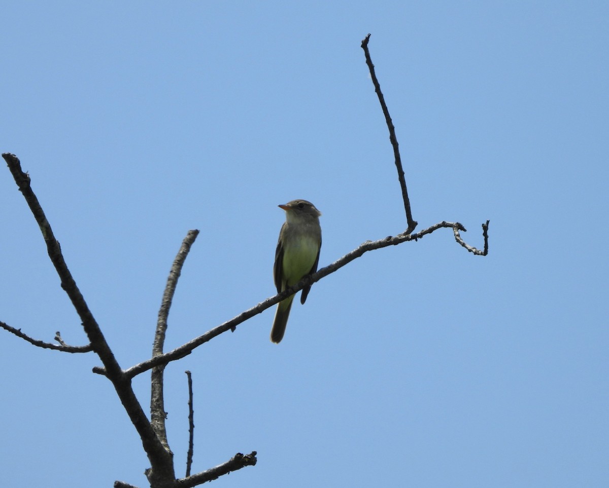 Willow Flycatcher - ML620298202