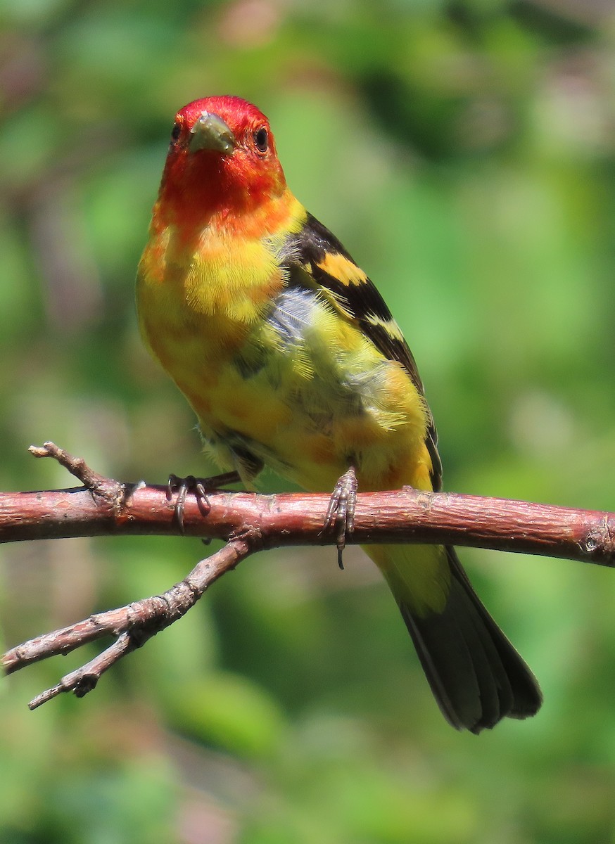 Western Tanager - John Parker