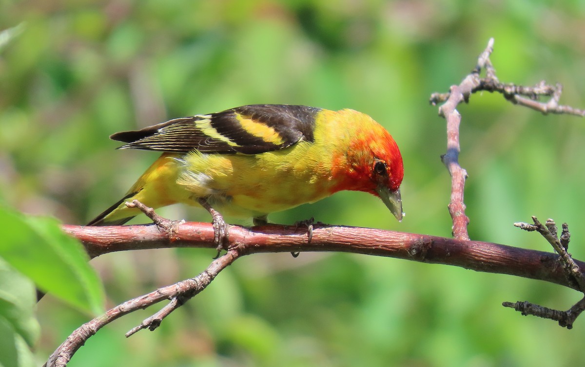 Western Tanager - ML620298205