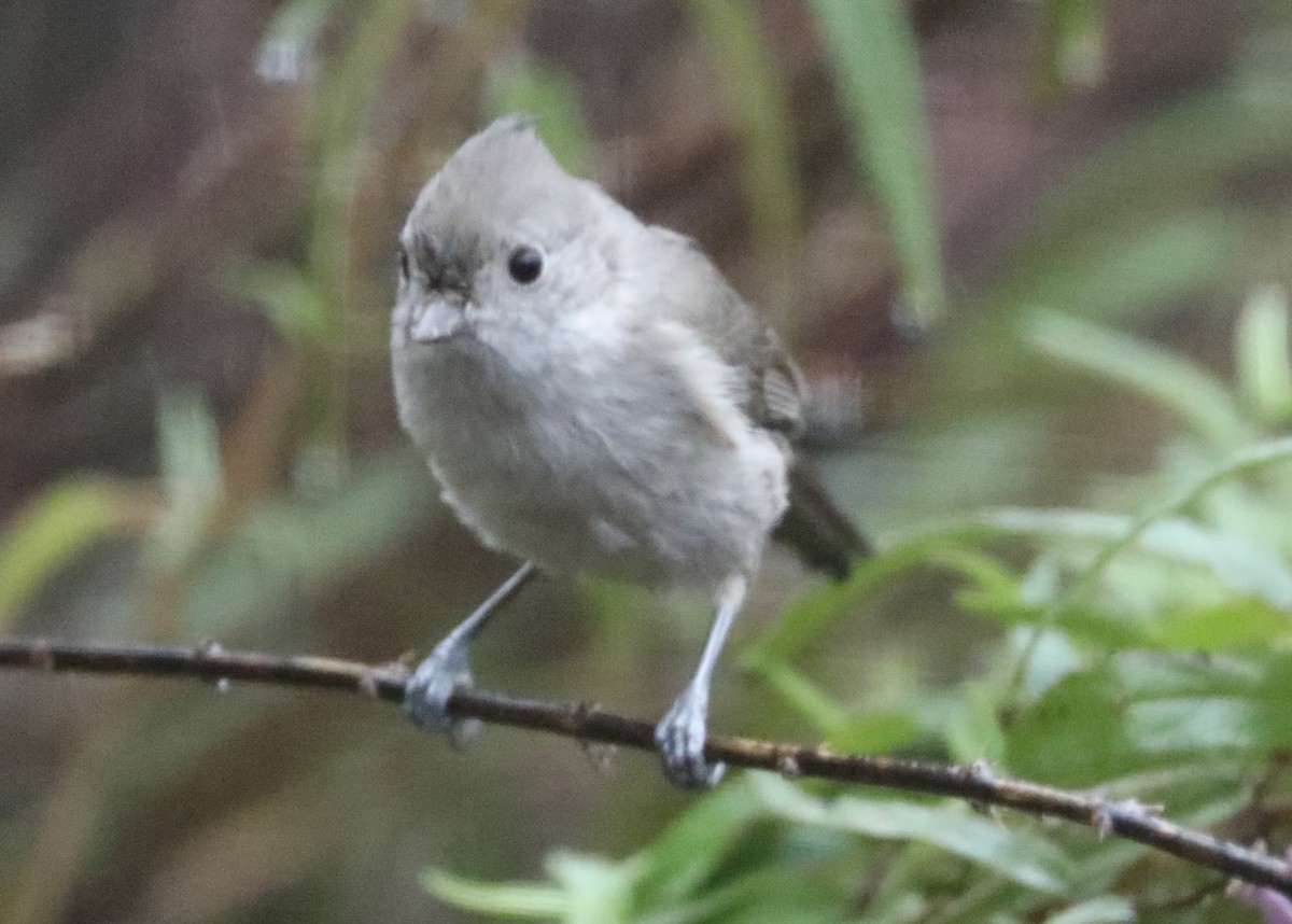 Oak Titmouse - ML620298207