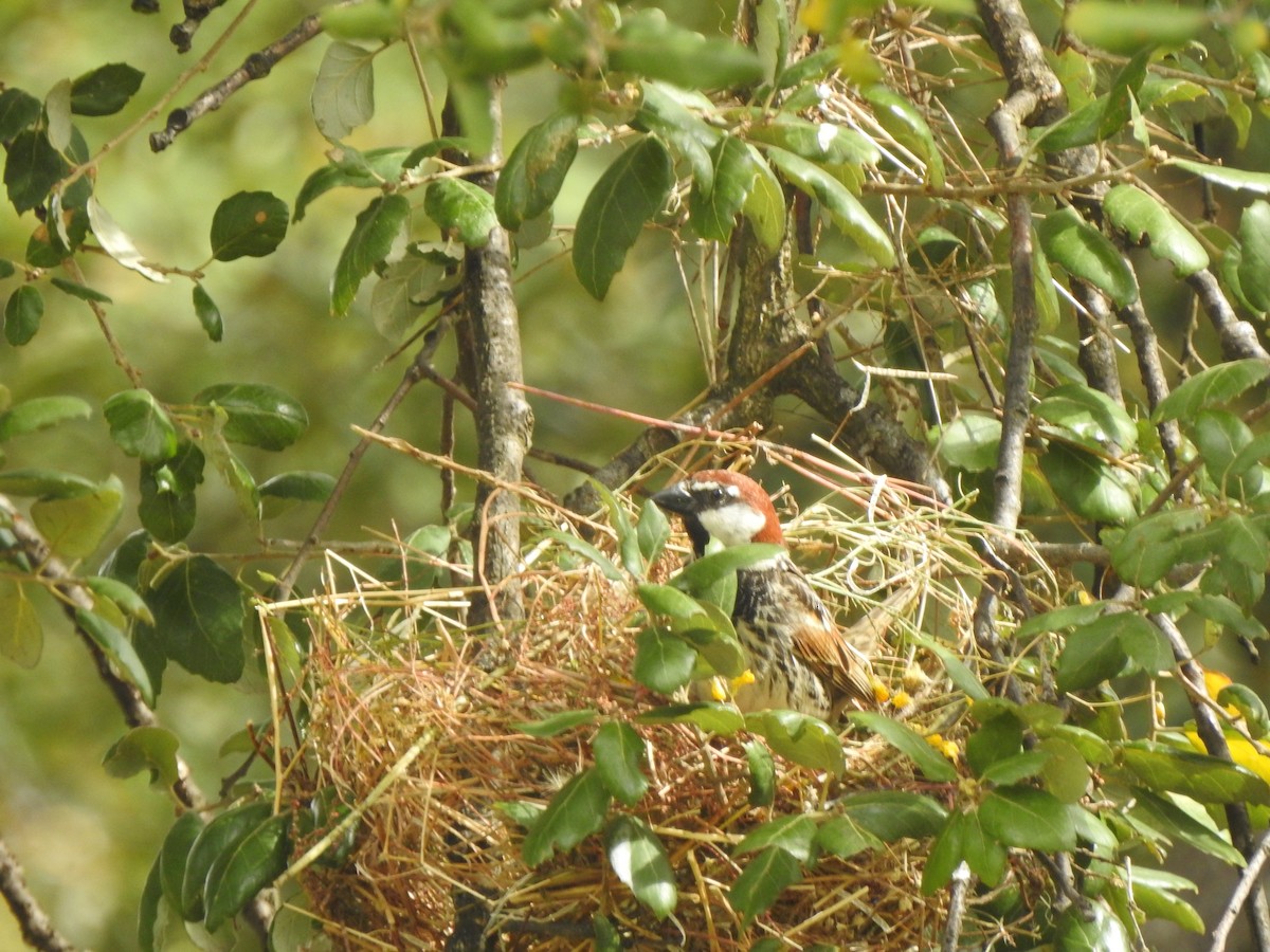 Spanish Sparrow - ML620298208