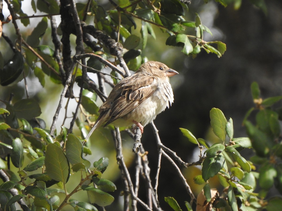 Spanish Sparrow - ML620298211