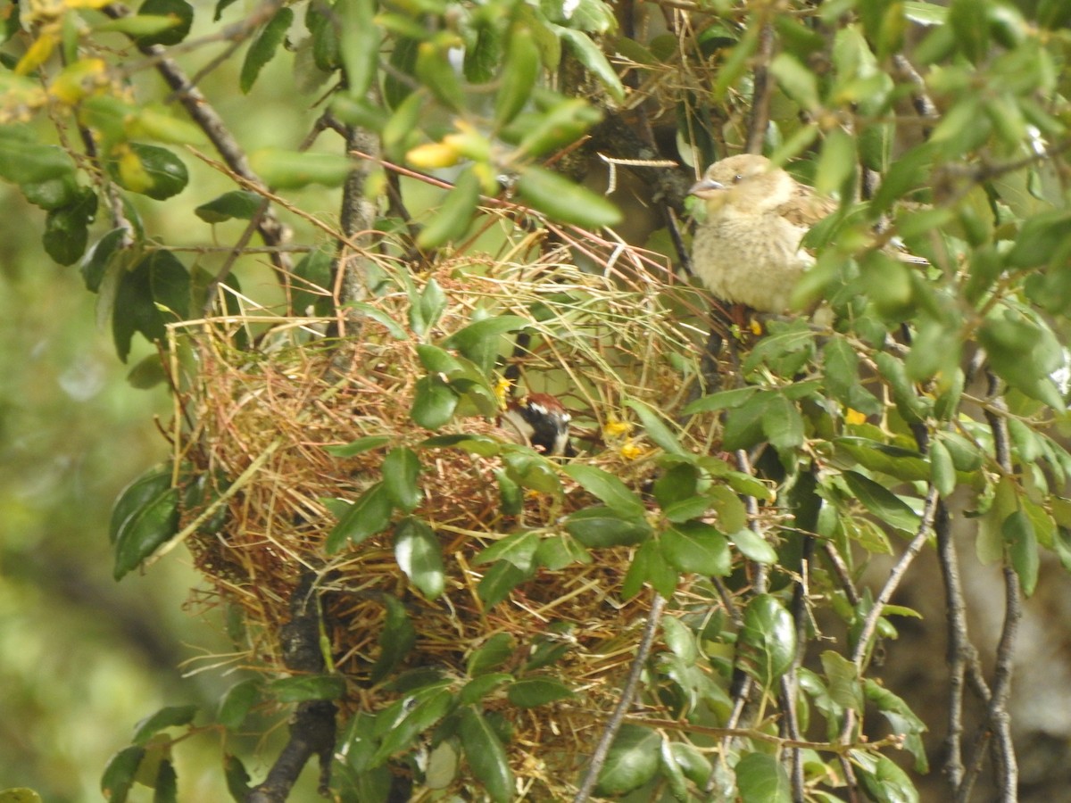 Spanish Sparrow - ML620298212