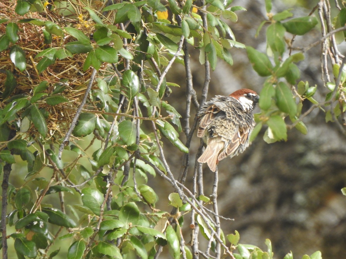 Spanish Sparrow - ML620298214