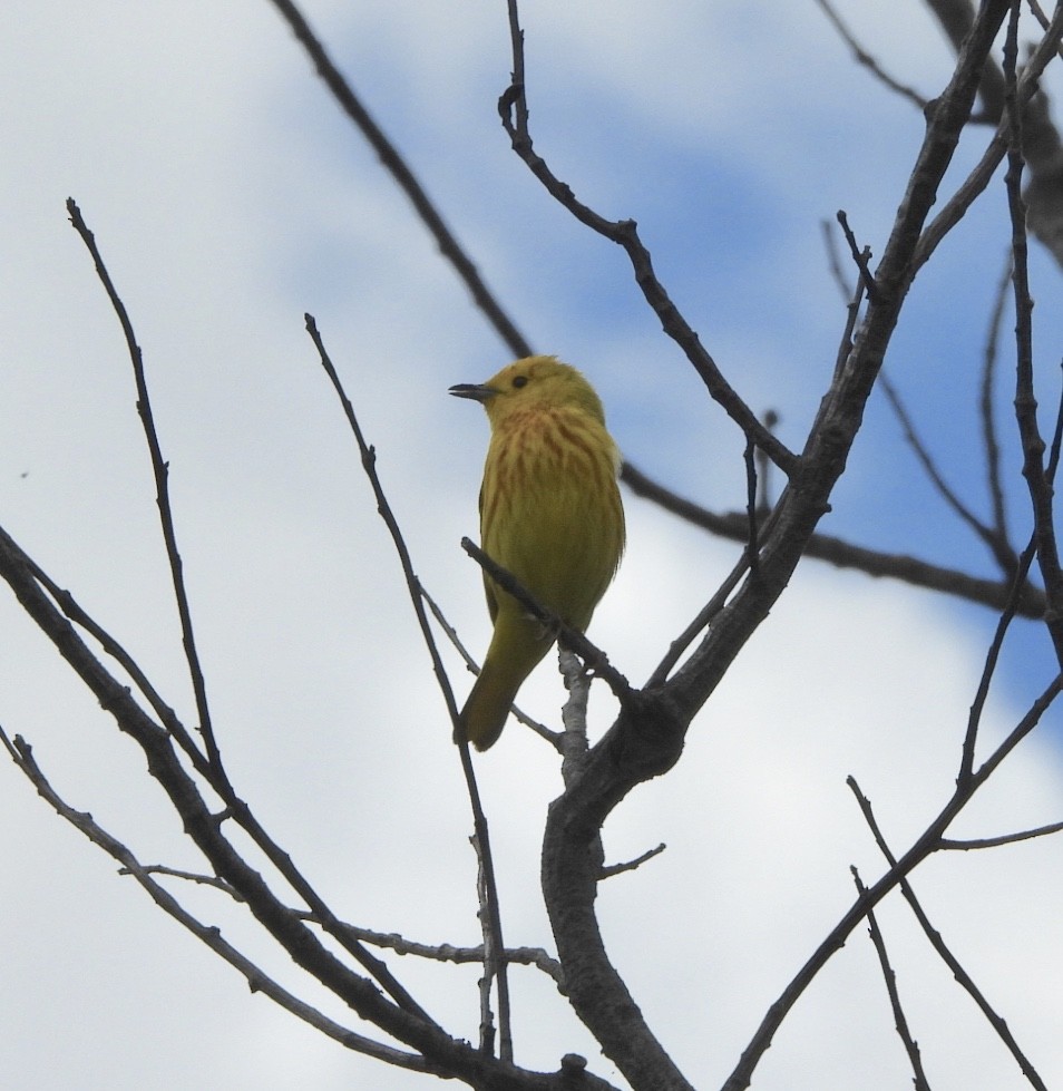 Yellow Warbler - ML620298216