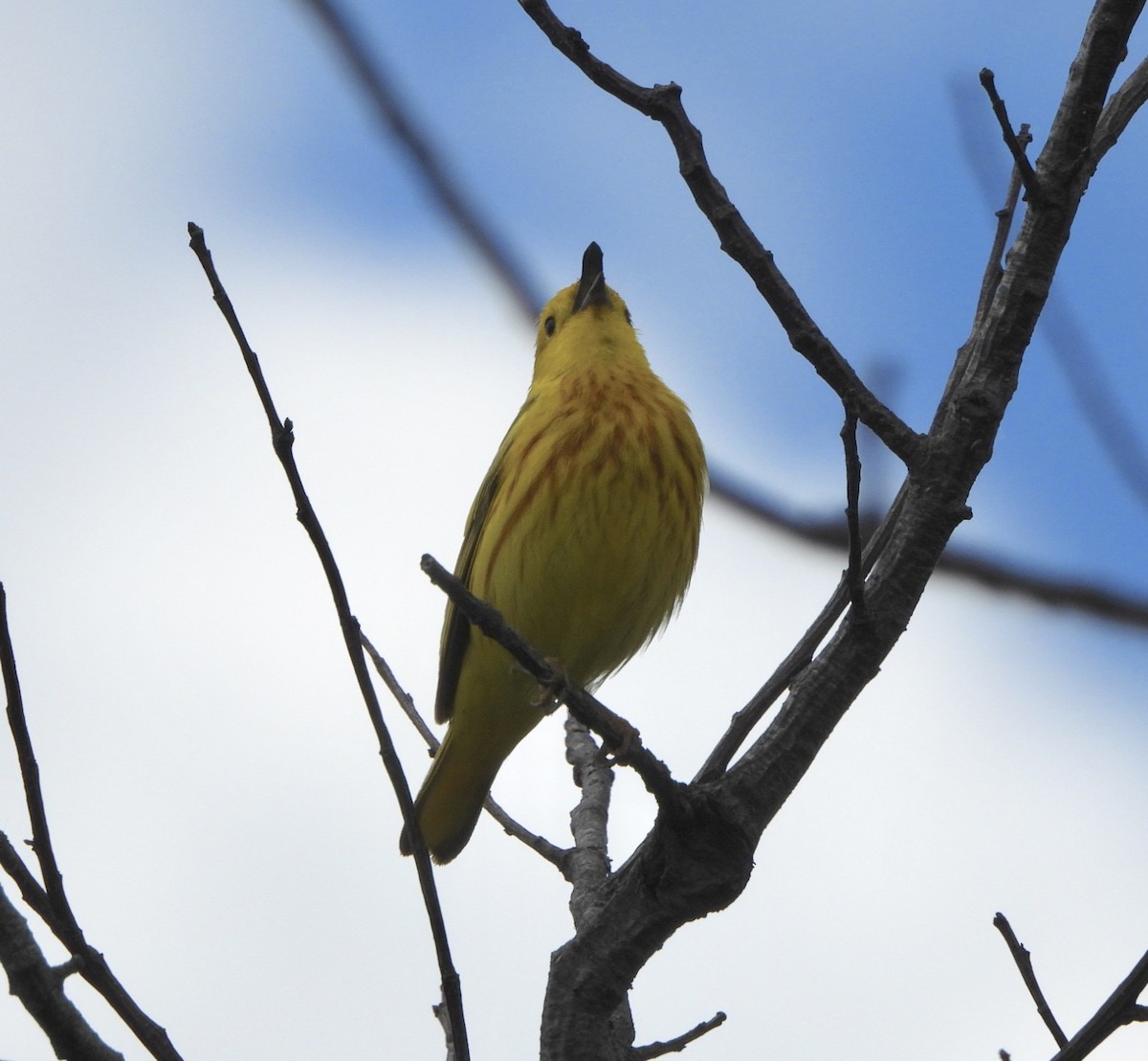 Yellow Warbler - ML620298217