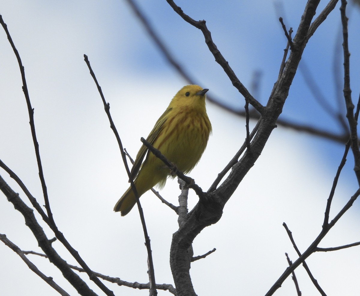 Yellow Warbler - Cassie Luke