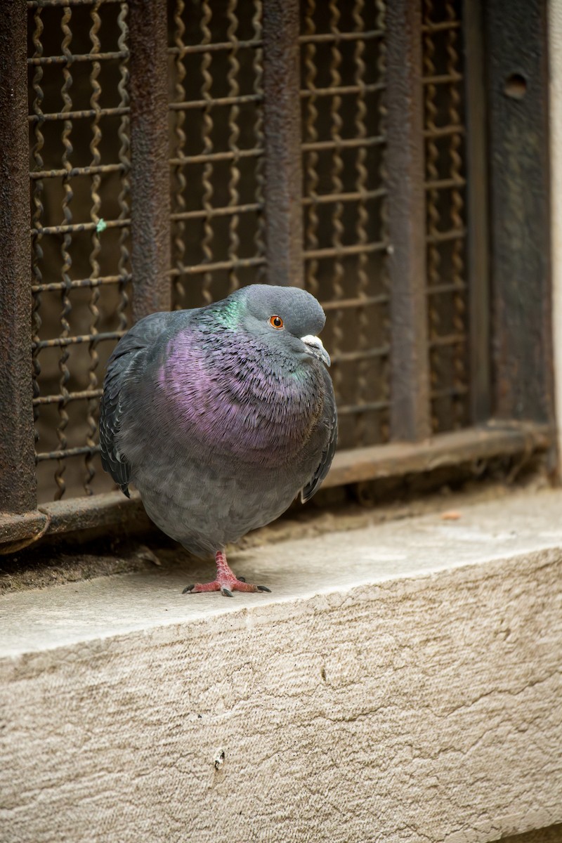 Rock Pigeon (Feral Pigeon) - ML620298220